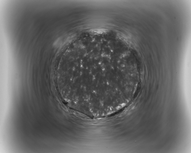 X0000084581393200703161732