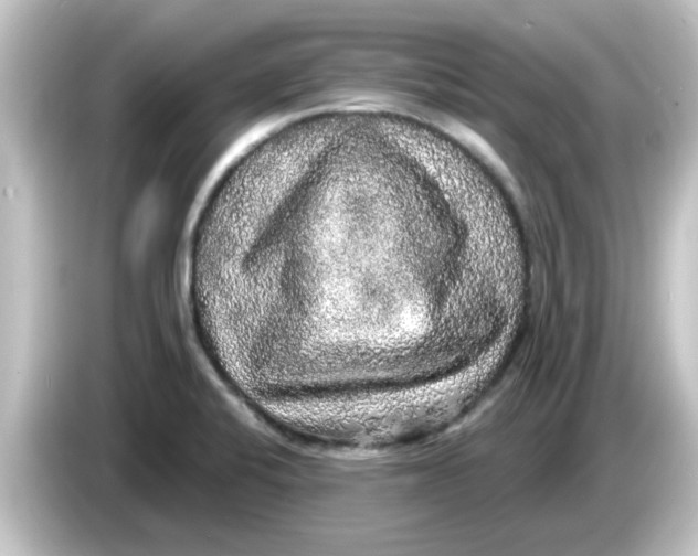 X0000084581424200703161732