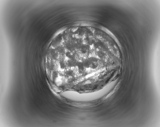 X0000084581433200703161732