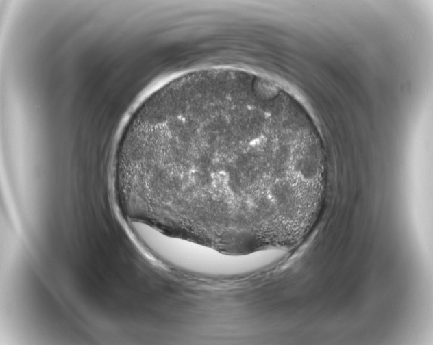 X0000084581525200703161731