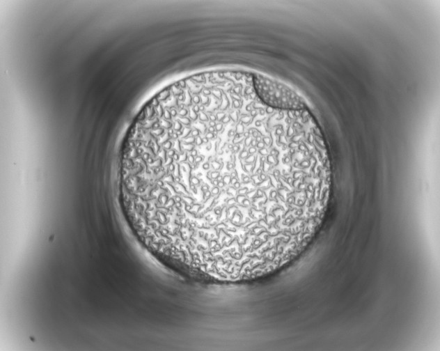 X0000084581526200703161731
