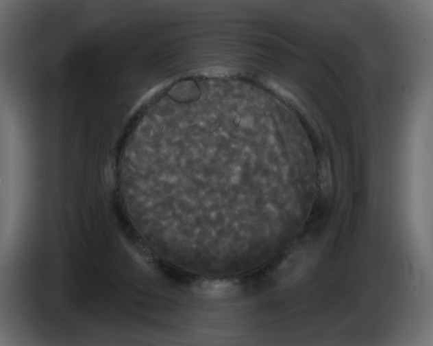 X0000084580208200703231850