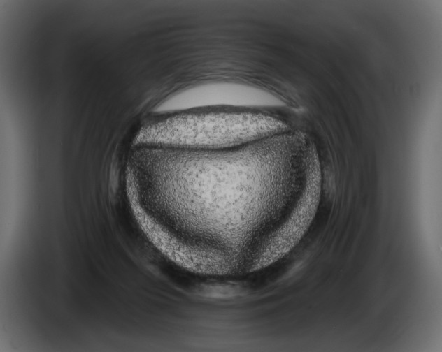 X0000084580215200703231850
