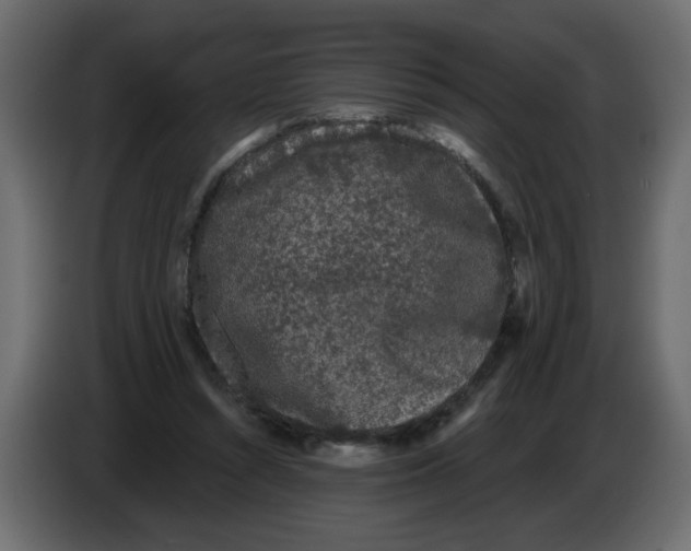 X0000084580352200703231848