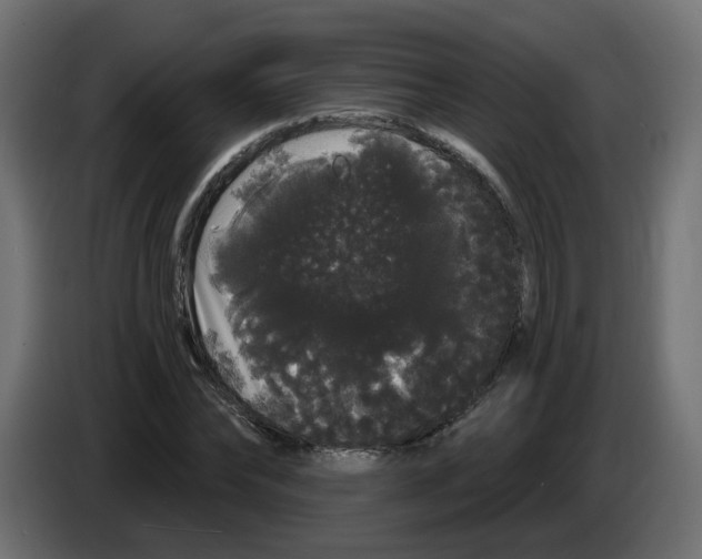 X0000084580878200703231841