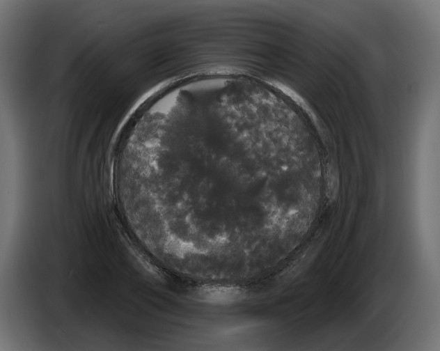 X0000084580886200703231841