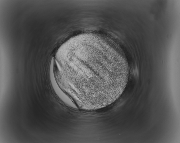 X0000084581252200703231835