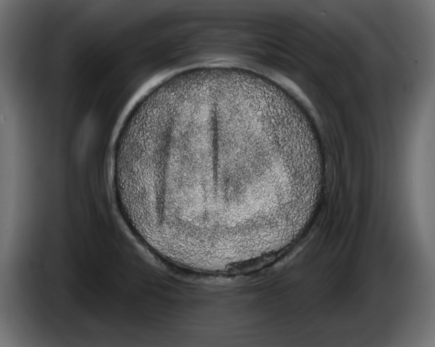 X0000084581424200703231833