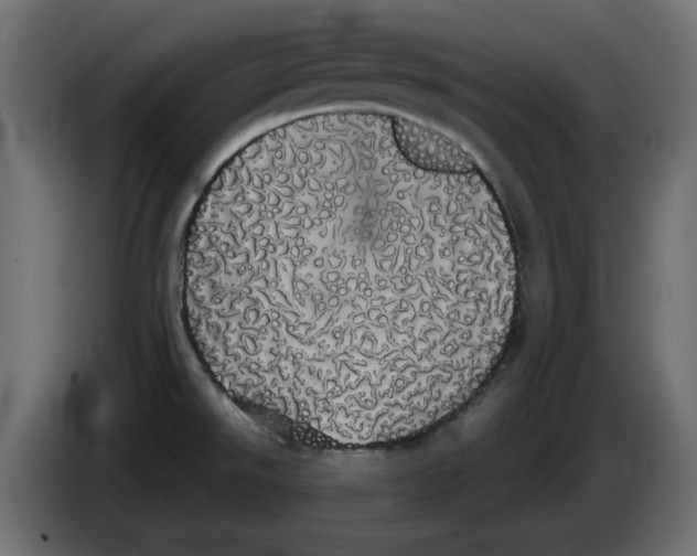 X0000084581526200703231832