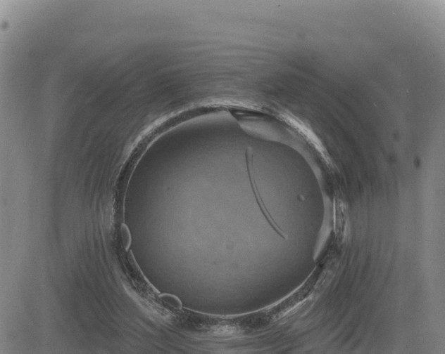 X0000084600204200703021635