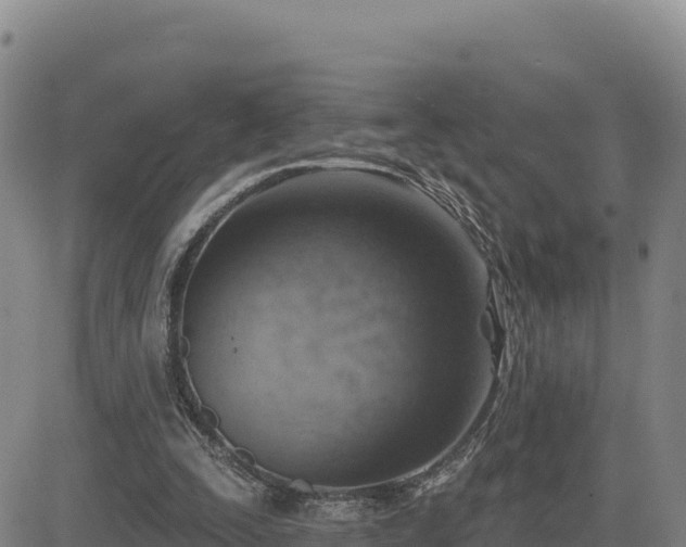 X0000084600295200703021633