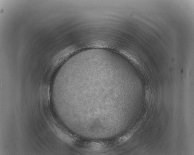 X0000084600302200703021633