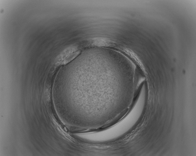 X0000084600393200703021631