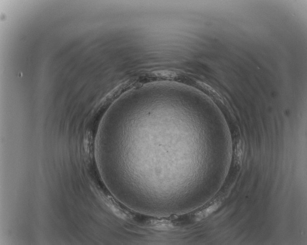 X0000084600424200703021631