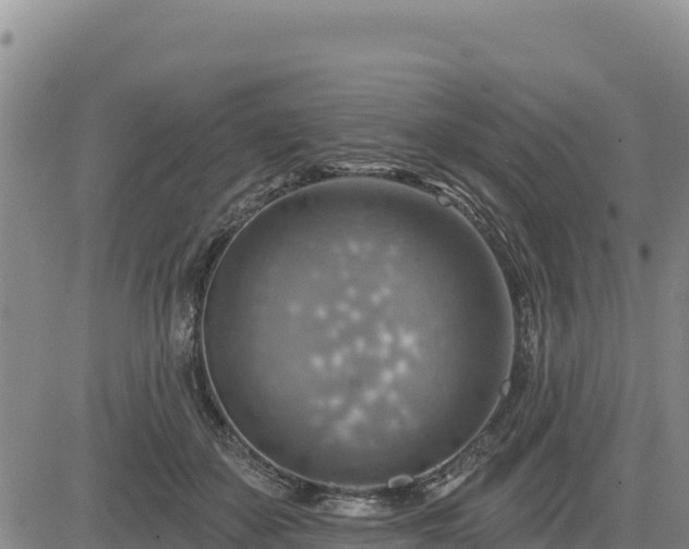 X0000084600507200703021629