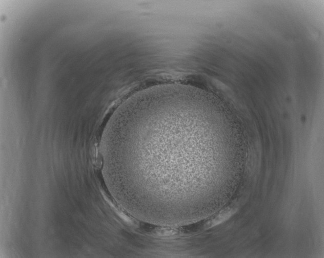 X0000084600624200703021627