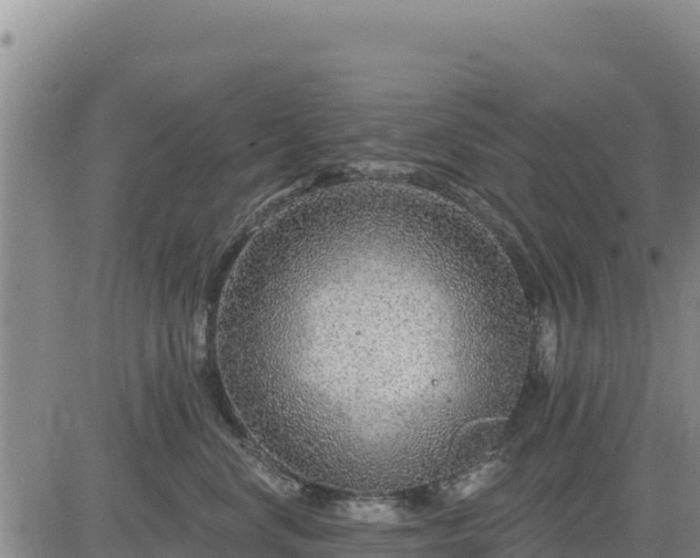 X0000084600668200703021627