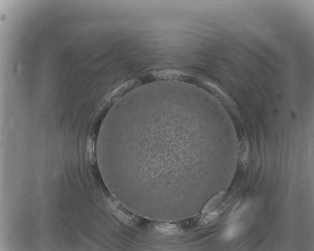 X0000084600669200703021627