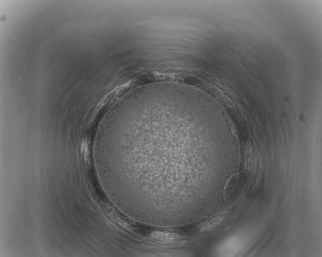 X0000084600699200703021626