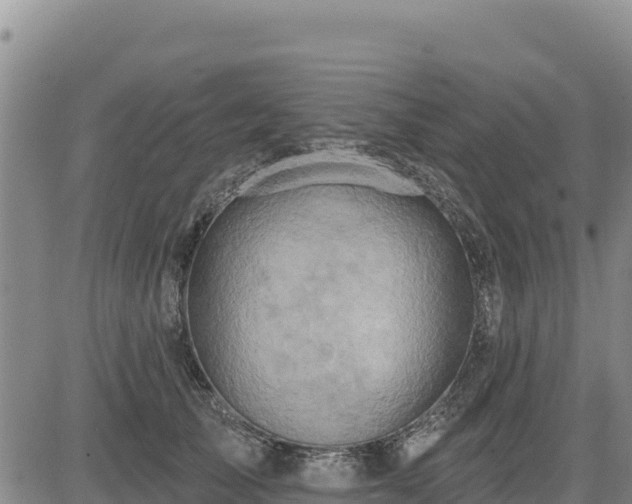 X0000084600705200703021626