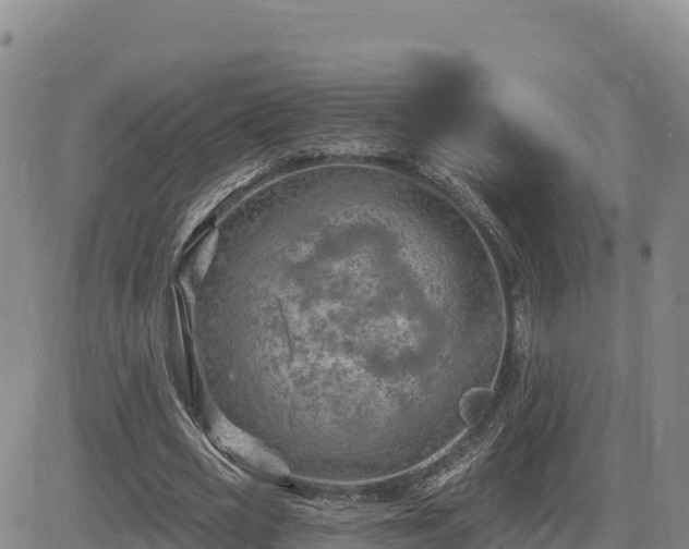 X0000084600725200703021625