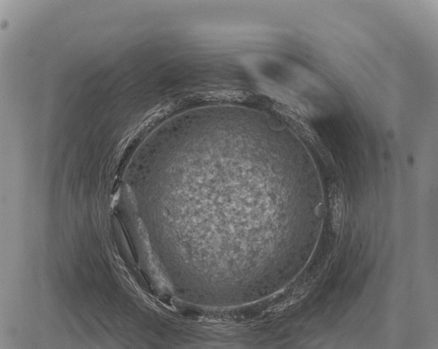 X0000084600729200703021625