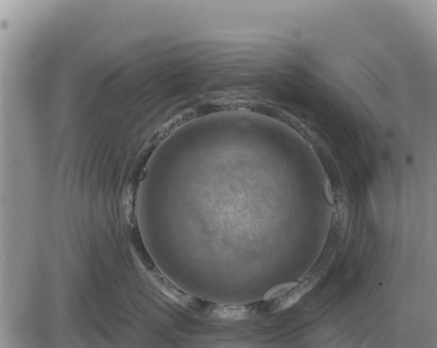 X0000084600767200703021625