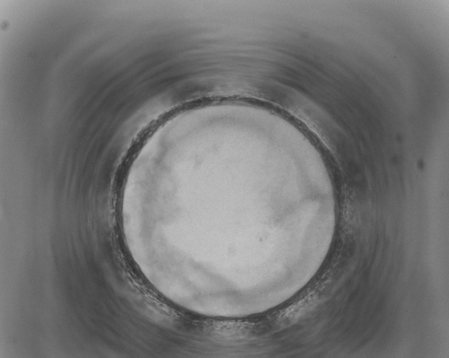 X0000084600832200703021623