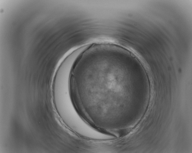 X0000084600864200703021624