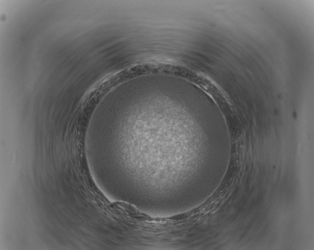 X0000084600919200703021621