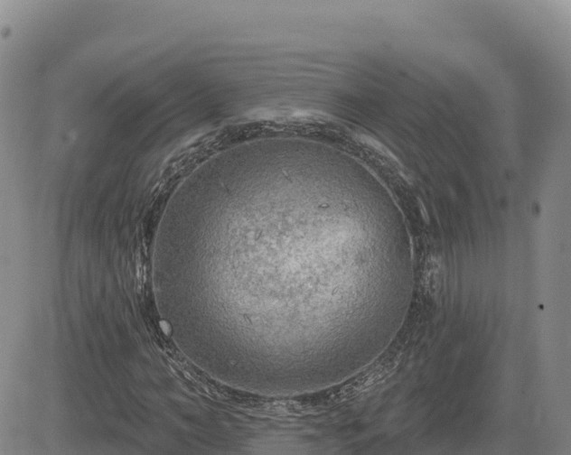 X0000084600966200703021621