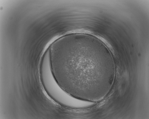 X0000084600998200703021620