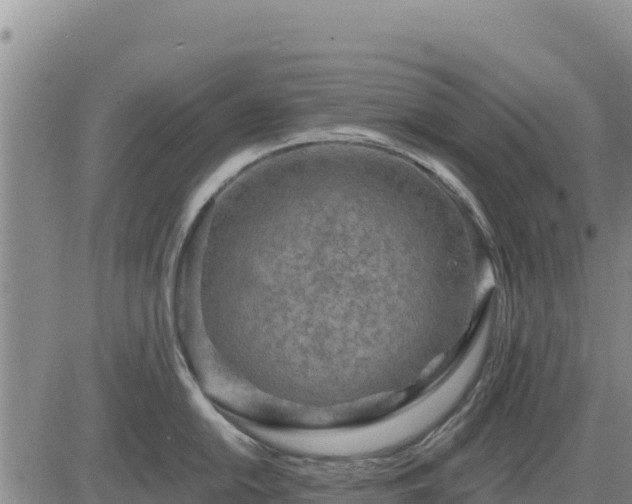 X0000084601054200703021620