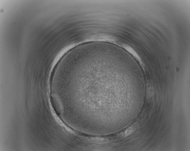 X0000084601088200703021619