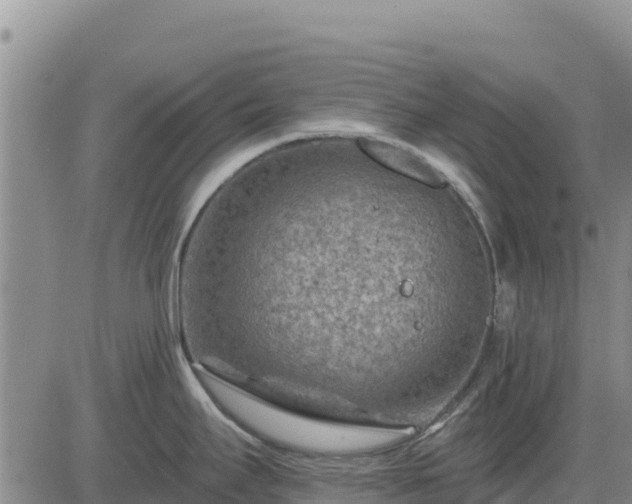 X0000084601295200703021615