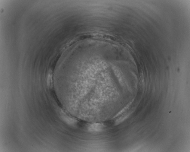 X0000084600527200703091932