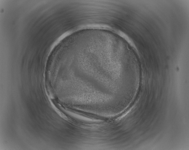 X0000084601237200703091920