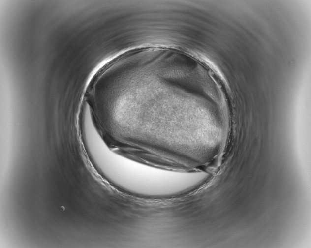 X0000084600944200703161815