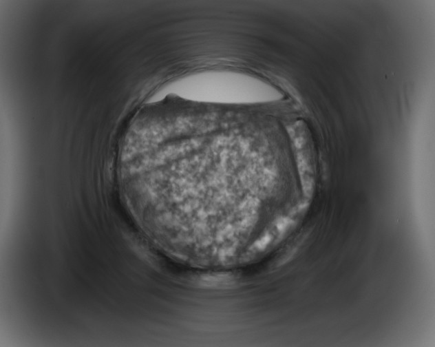 X0000084600357200703231932