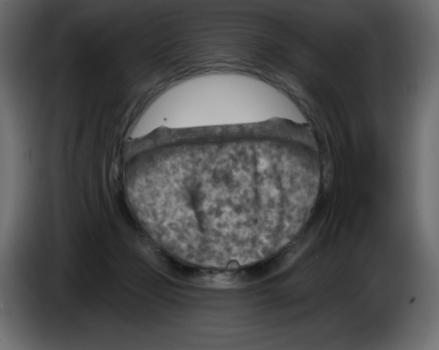 X0000084600365200703231932