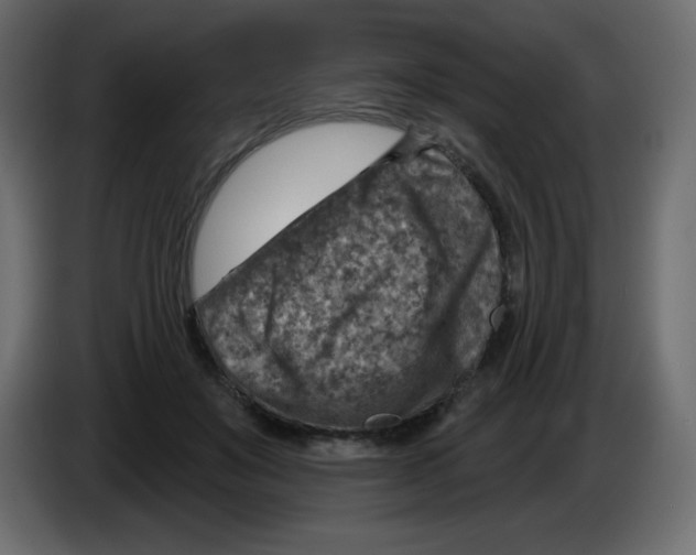 X0000084600503200703231930