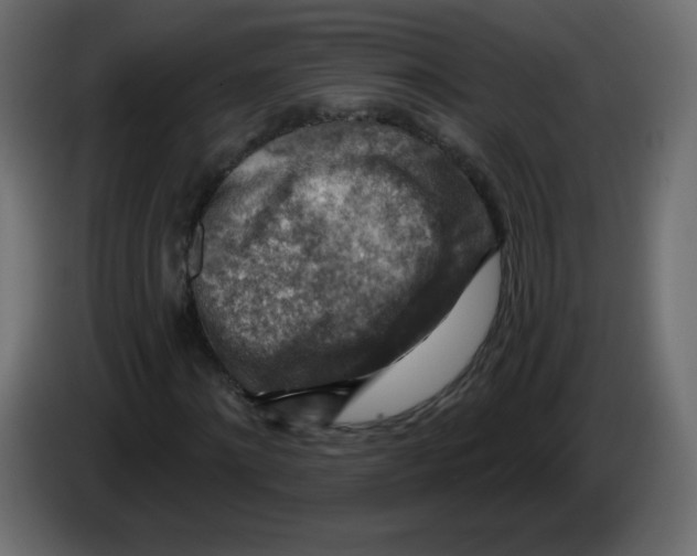 X0000084600868200703231924