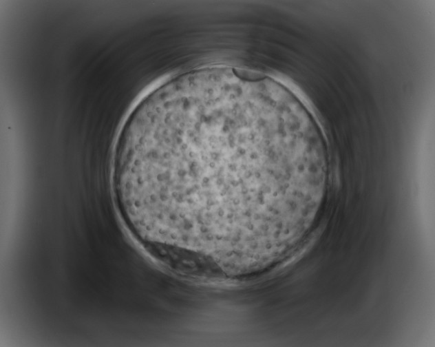 X0000084600957200703231924