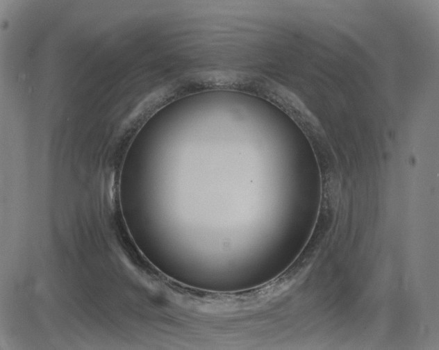 X0000085000024200703051233