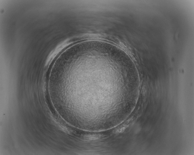 X0000085000103200703051231
