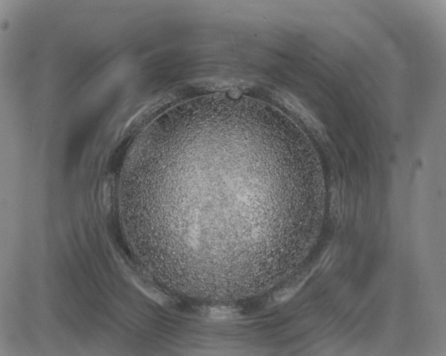 X0000085000165200703051230
