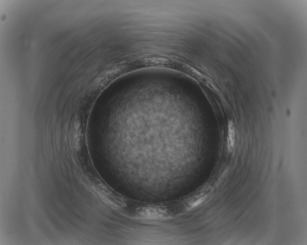 X0000085000223200703051229