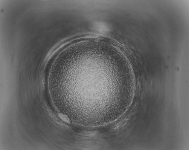X0000085000247200703051228