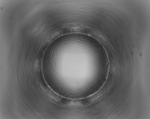 X0000085000270200703051229