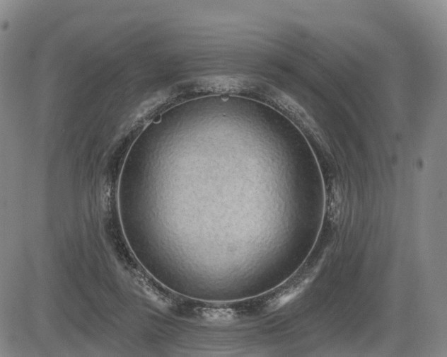 X0000085000355200703051227